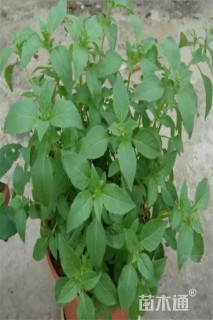 高度20厘米荆芥