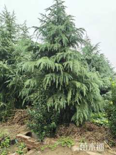 高度600厘米雪松