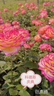 高度150厘米月季