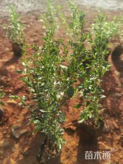 高度25厘米六月雪