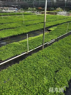 高度10厘米佛甲草