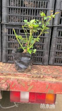 高度45厘米品种月季