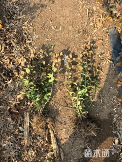 高度50厘米卫矛