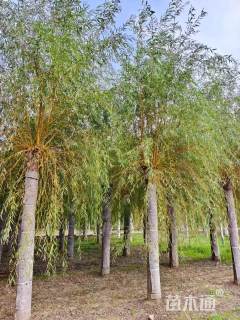 20公分金丝垂柳