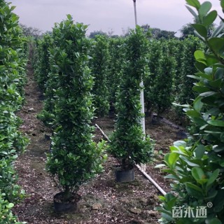 高度150厘米火山榕