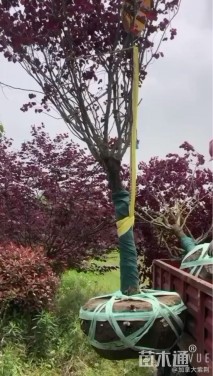 12公分紫叶加拿大紫荆