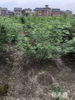 高度150厘米穗花牡荆