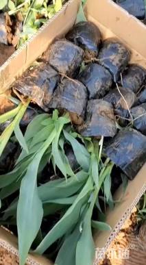 高度30厘米水生美人蕉