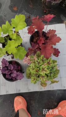 高度15厘米矾根