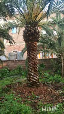 裸干高300厘米棕榈
