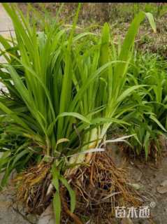 高度20厘米常绿萱草
