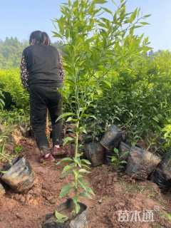 高度50厘米纽荷尔脐橙