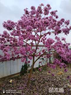 10公分紫花风铃木