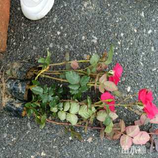 高度18厘米月季