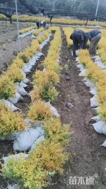 大杯苗亮晶女贞小苗