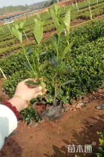 高度40厘米大叶栀子