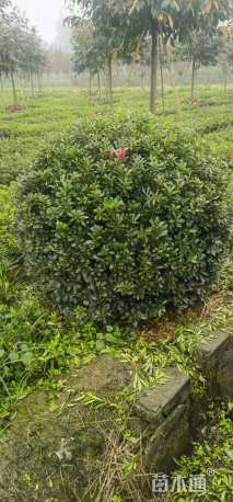 冠幅120厘米海桐球