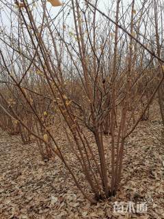 高度260厘米蜡梅