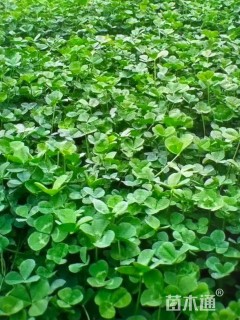 高度30厘米白三叶