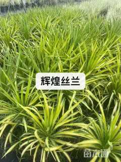 高度40厘米丝兰