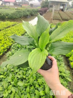 高度40厘米玉簪