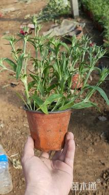 高度15厘米须苞石竹