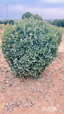 冠幅100厘米大叶黄杨球