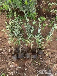 高度50厘米金边黄杨