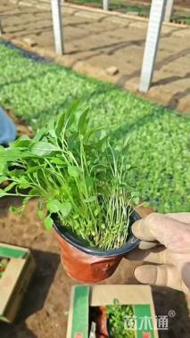 高度15厘米美丽月见草