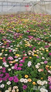 高度20厘米南非万寿菊