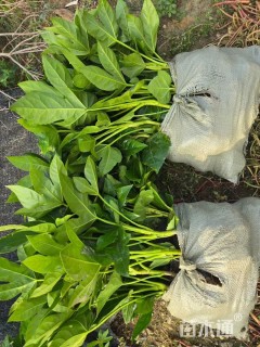 高度40厘米八角金盘