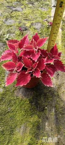 高度20厘米彩叶草