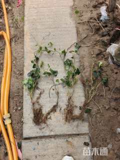 高度50厘米蔓长春花