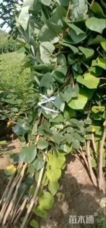 高度280厘米丛生紫荆