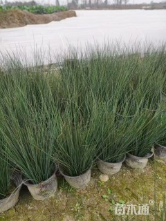 高度60厘米灯心草