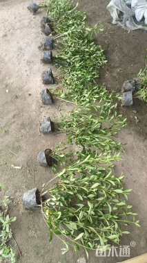 高度50厘米小叶栀子