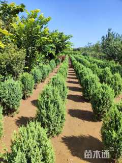 高度20厘米侧柏