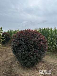 高度80厘米红叶李球