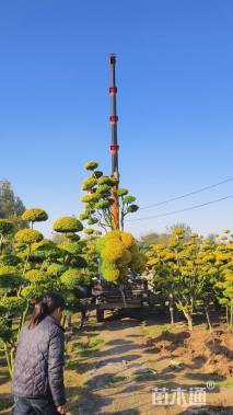 8公分造型亮晶女贞