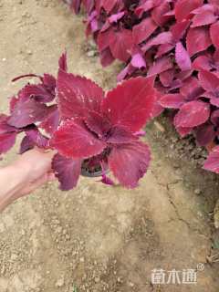 高度20厘米彩叶草