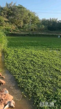 高度30厘米水芹