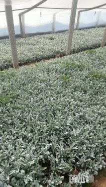 高度22厘米银叶菊