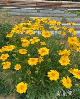 高度25厘米大花金鸡菊