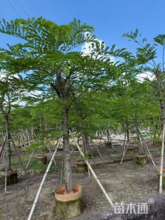 10公分粉花山扁豆