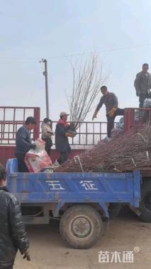 高度150厘米黄刺玫