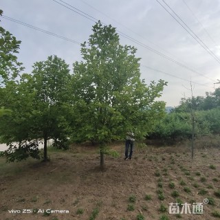 20公分红玉兰