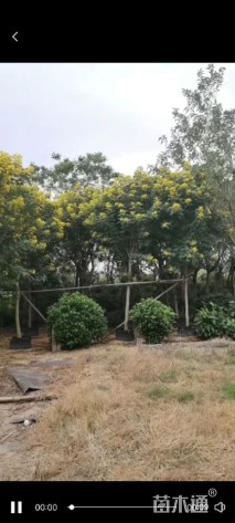 6公分黄花槐