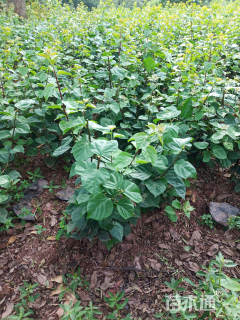 高度100厘米三角梅