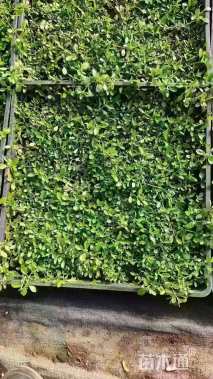 高度5厘米姬岩垂草