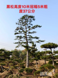 高度350厘米黑松